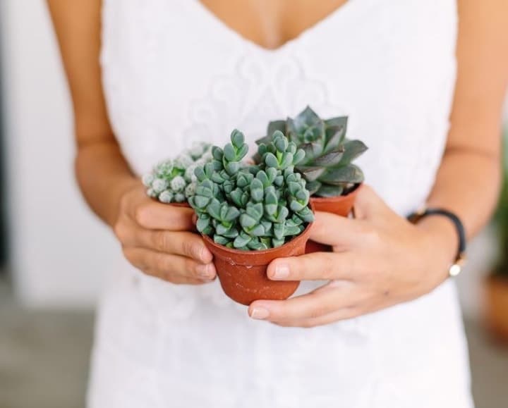 Plants in a terrarium