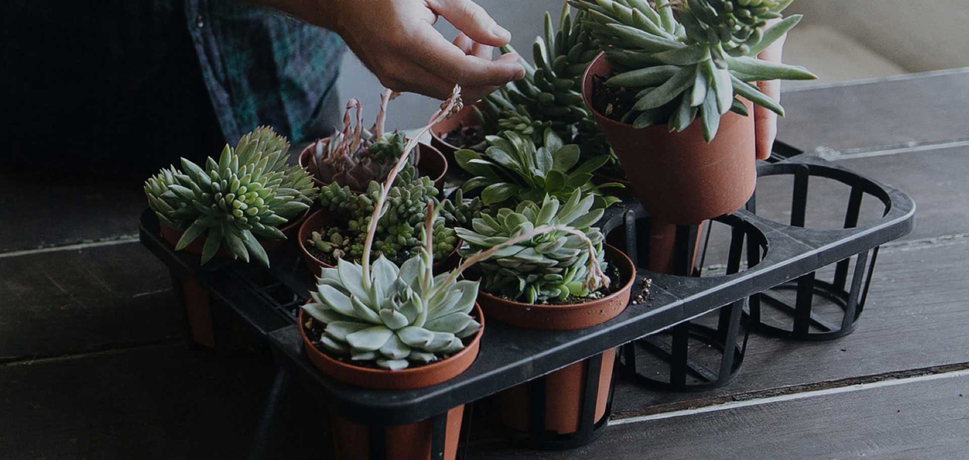 Plants in pots