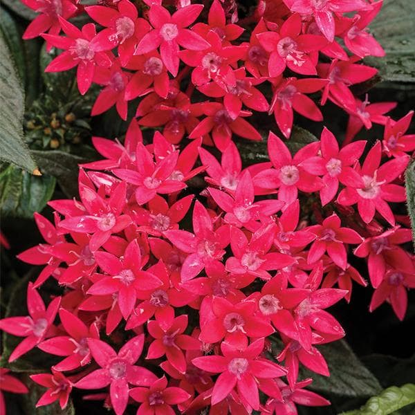Pentas (Dark Pink) - Plant