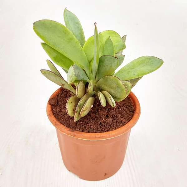 Senecio crassissimus - Succulent Plant
