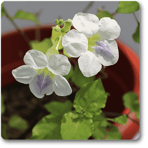 Abelia - Plant