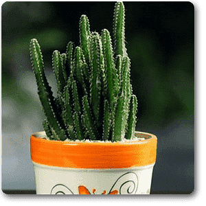 Cactus - Plant
