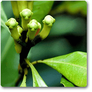 Cloves - Plant