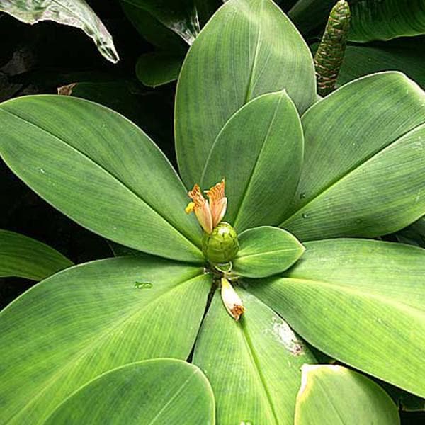 Costus Malortieanus - Plant