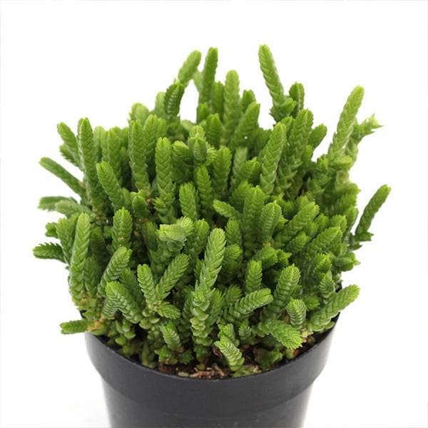 Crassula Princess Pine - Succulent Plant