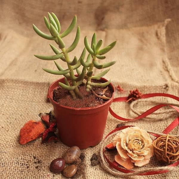 Crassula tetragona - Succulent Plant