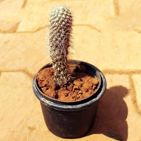 Cylindropuntia fulgida - Cactus Plant