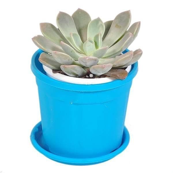 Echeveria big lotus, Echeveria mazarine - Succulent Plant