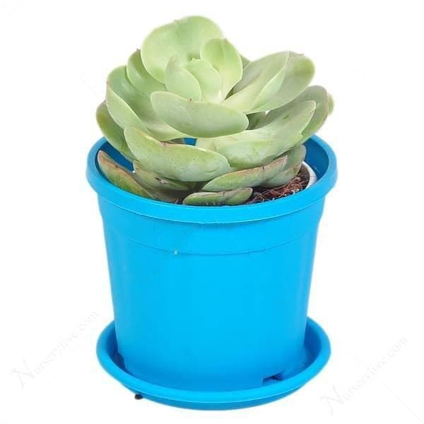Echeveria green spoon - Succulent Plant