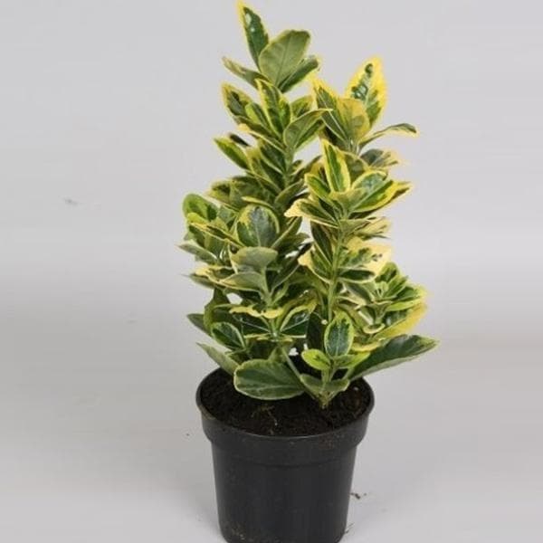 Euonymus Japonicus - Plant