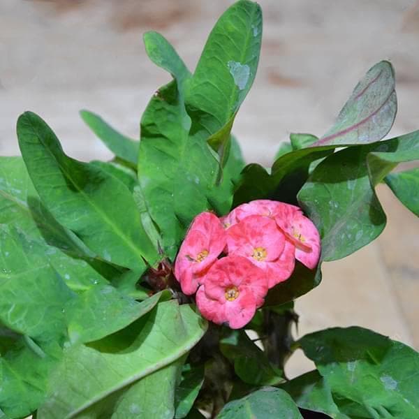 Euphorbia (Peach - Red) - Succulent Plant