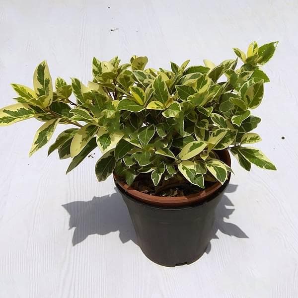 Ficus Safari, Ficus benjamina - Plant