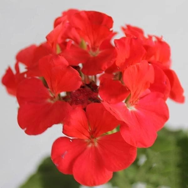 Geranium (Red) - Plant