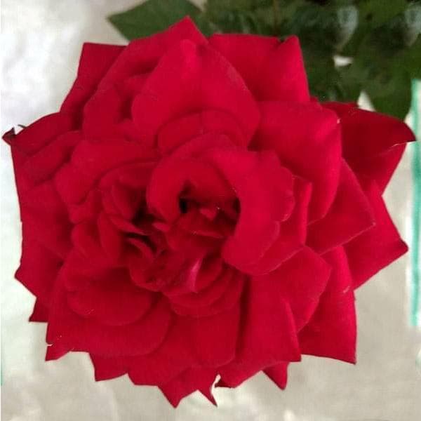 Gladiator Red Rose - Plant