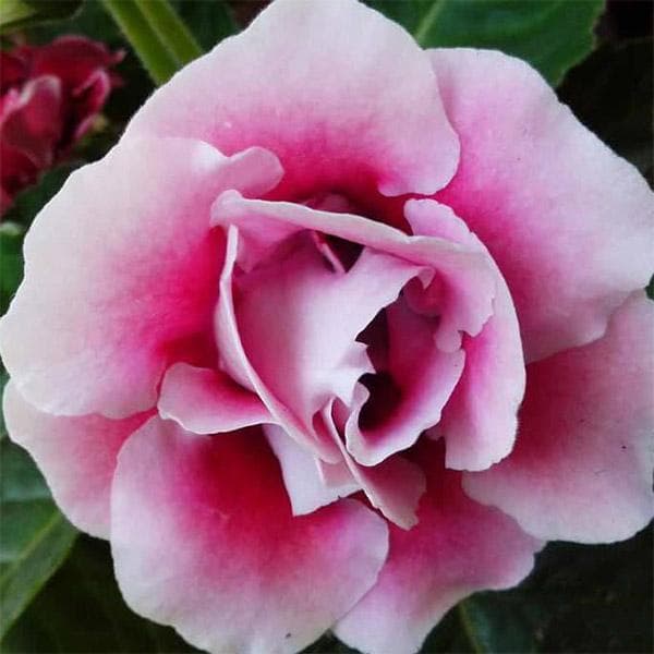 Gloxinia (Pink) - Plant