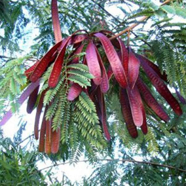 hardwickia elliptica - Plant