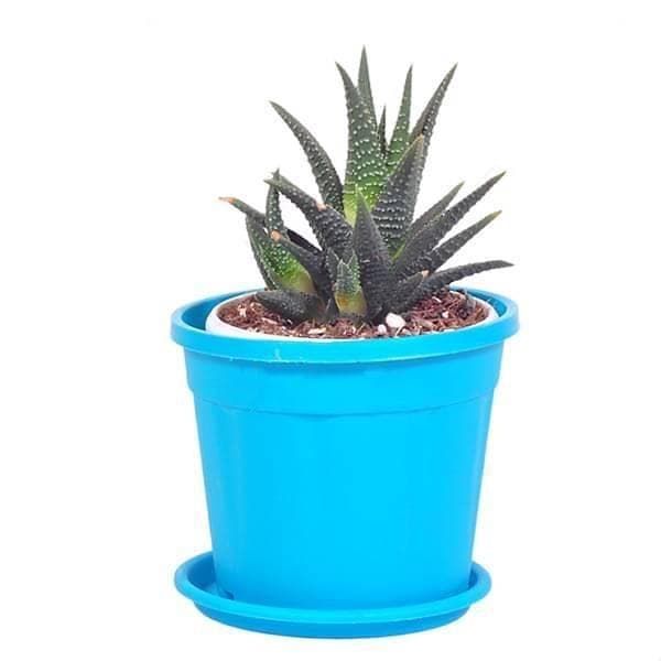 Haworthia attenuata - Succulent Plant