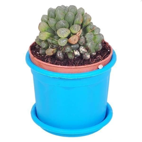 Haworthia cooperi - Succulent Plant