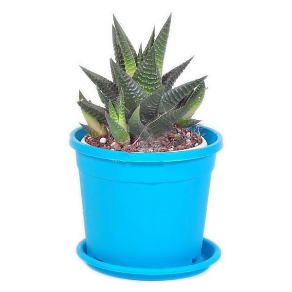 Haworthia limifolia - Succulent Plant