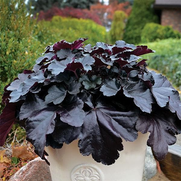 Heuchera - Plant