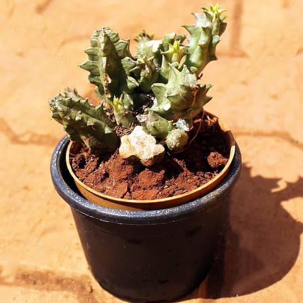Huernia species - Cactus Plant