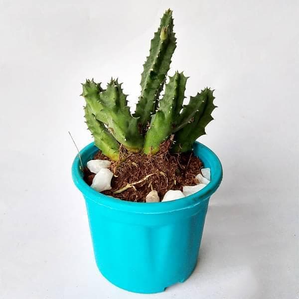 Huernia zebrina - Succulent Plant