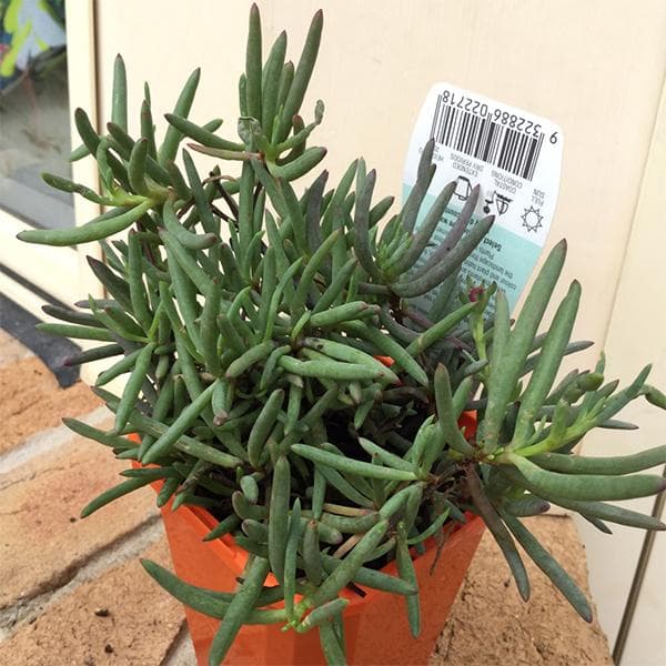 Lampranthus - Succulent Plant