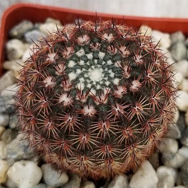 Notocactus rutilans - Cactus Plant