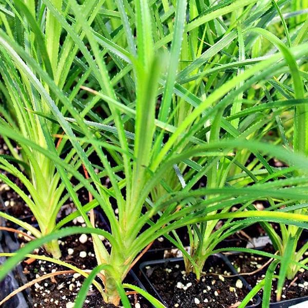 Pandanus Pygmaeus - Plant
