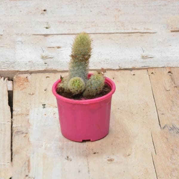 Parodia leninghausii - Cactus Plant