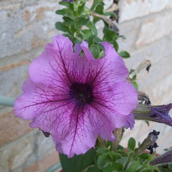 Petunia (Pink Shaded) - Plant