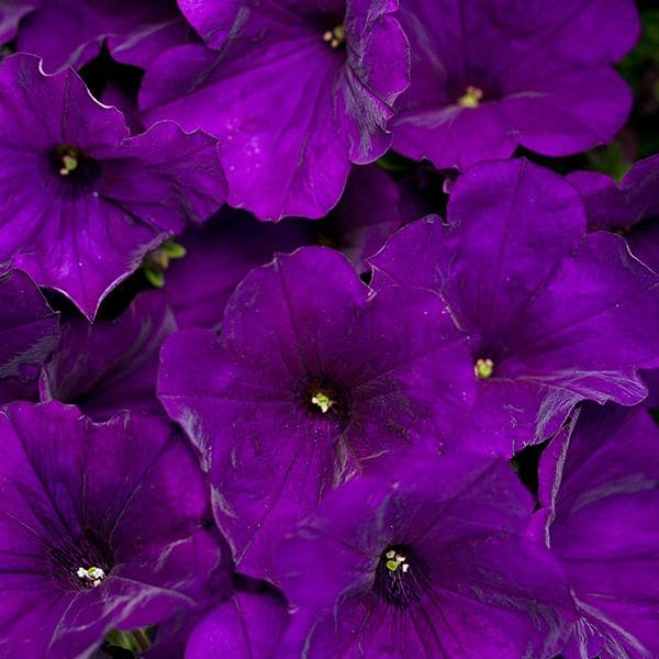 Petunia (Violet) - Plant