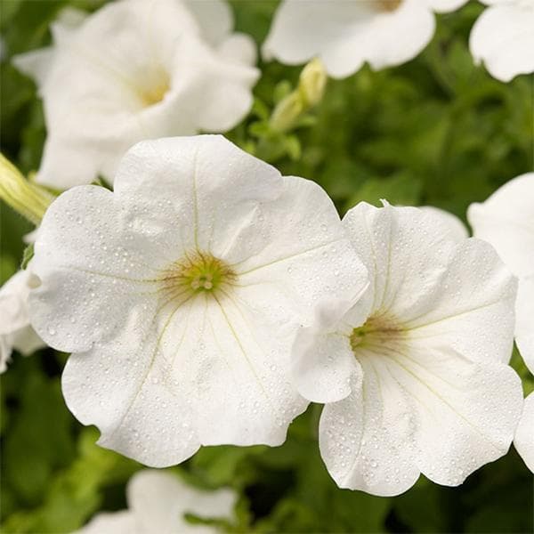 Petunia (White) - Plant