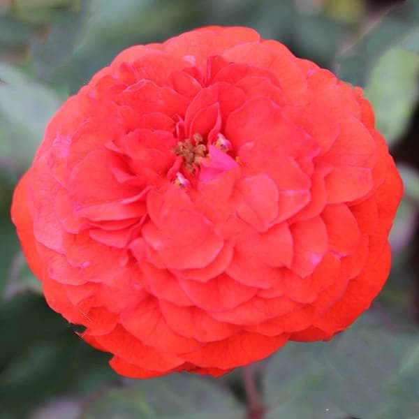 Rose (Marigold, Orange) - Plant