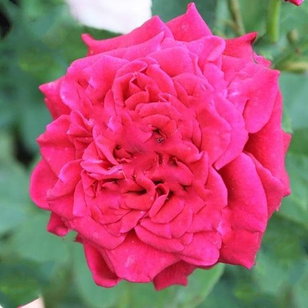 Rose (Marigold, Red) - Plant