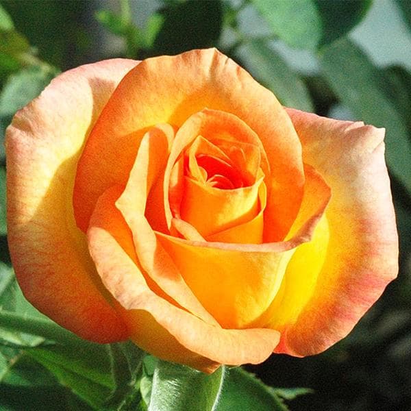 Rose (Yellow - Orange) - Plant