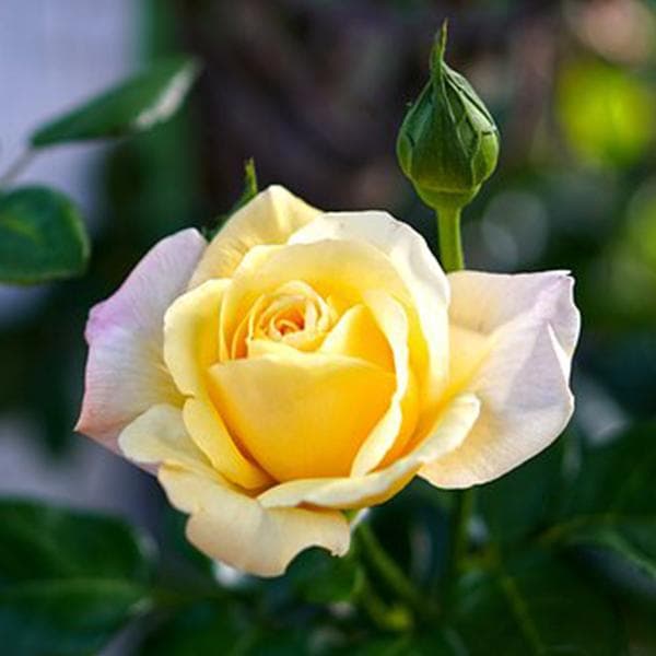 Rose (Yellow-White) - Plant
