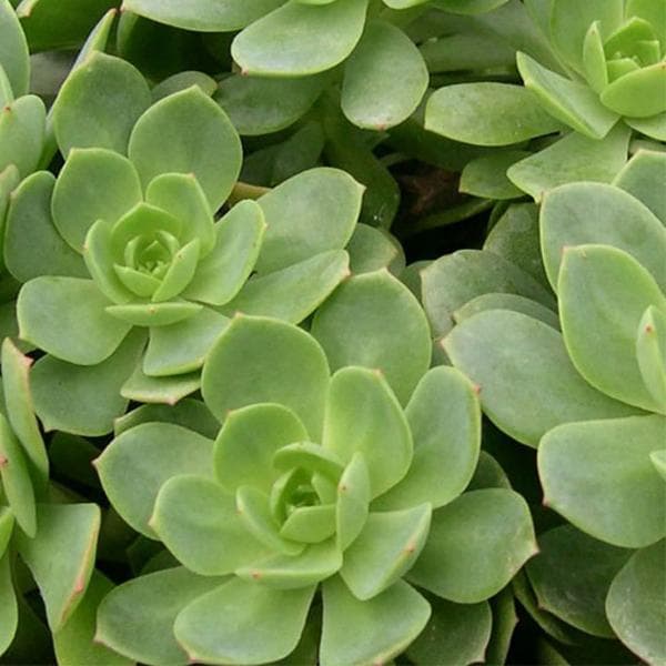 Sedeveria Green Rose - Succulent Plant
