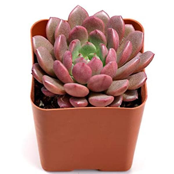 Sedeveria Pink - Succulent Plant