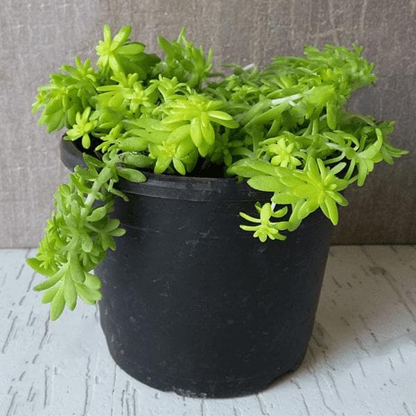 Sedum Angelina (Golden) - Succulent Plant