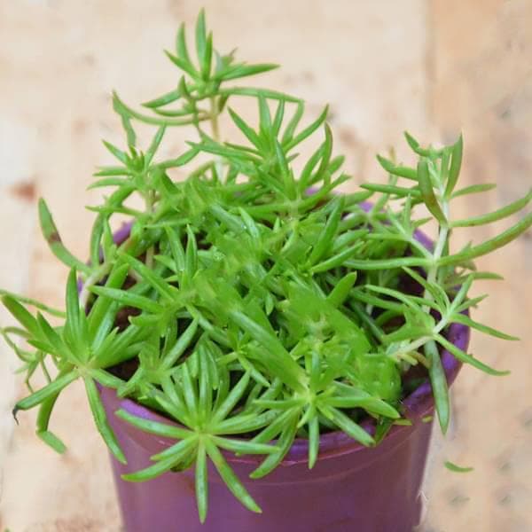Sedum Angelina (Green) - Succulent Plant