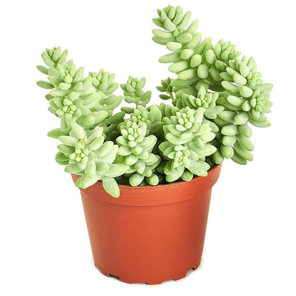 Sedum Burrito - Succulent Plant