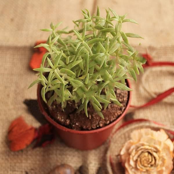 Sedum rupestre - Succulent Plant
