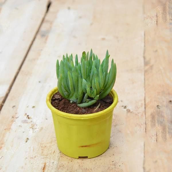 Senecio mandraliscae - Succulent Plant
