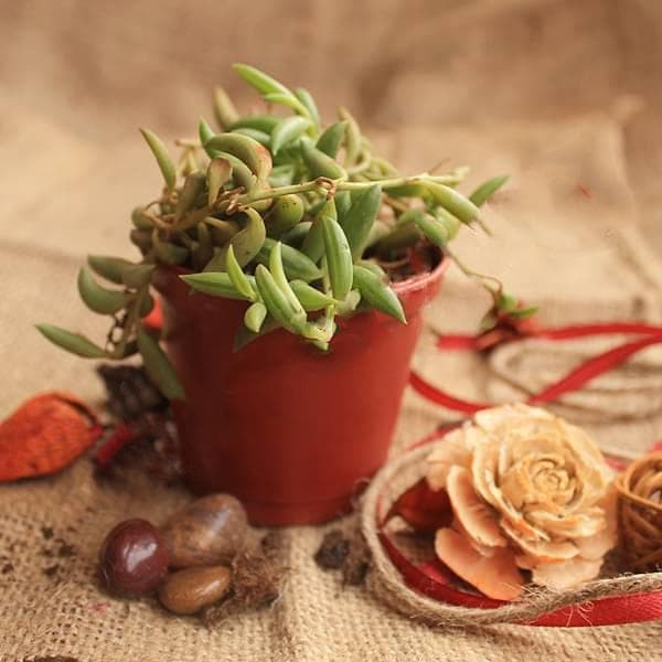 Senecio radicans - Succulent Plant