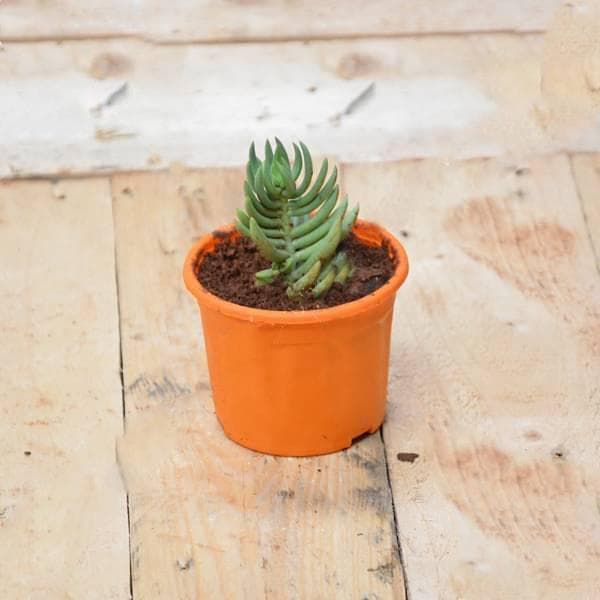 Senecio serpens - Succulent Plant