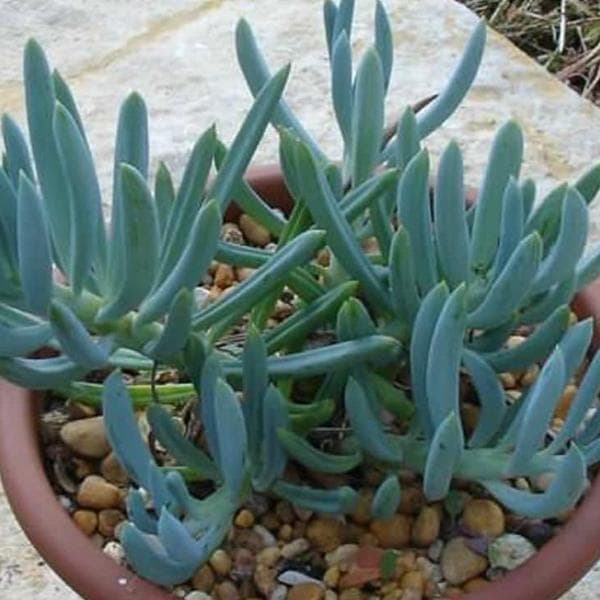 Senecio vitalis Blue - Succulent Plant