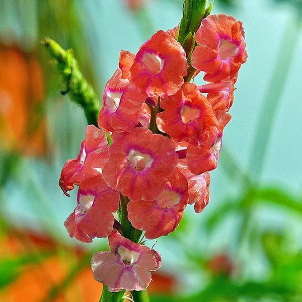 Stachytarpheta ( Pink ) - Plant