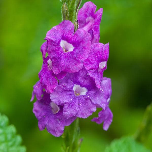 Stachytarpheta ( Purple ) - Plant