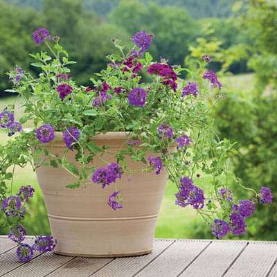 Verbena - Plant